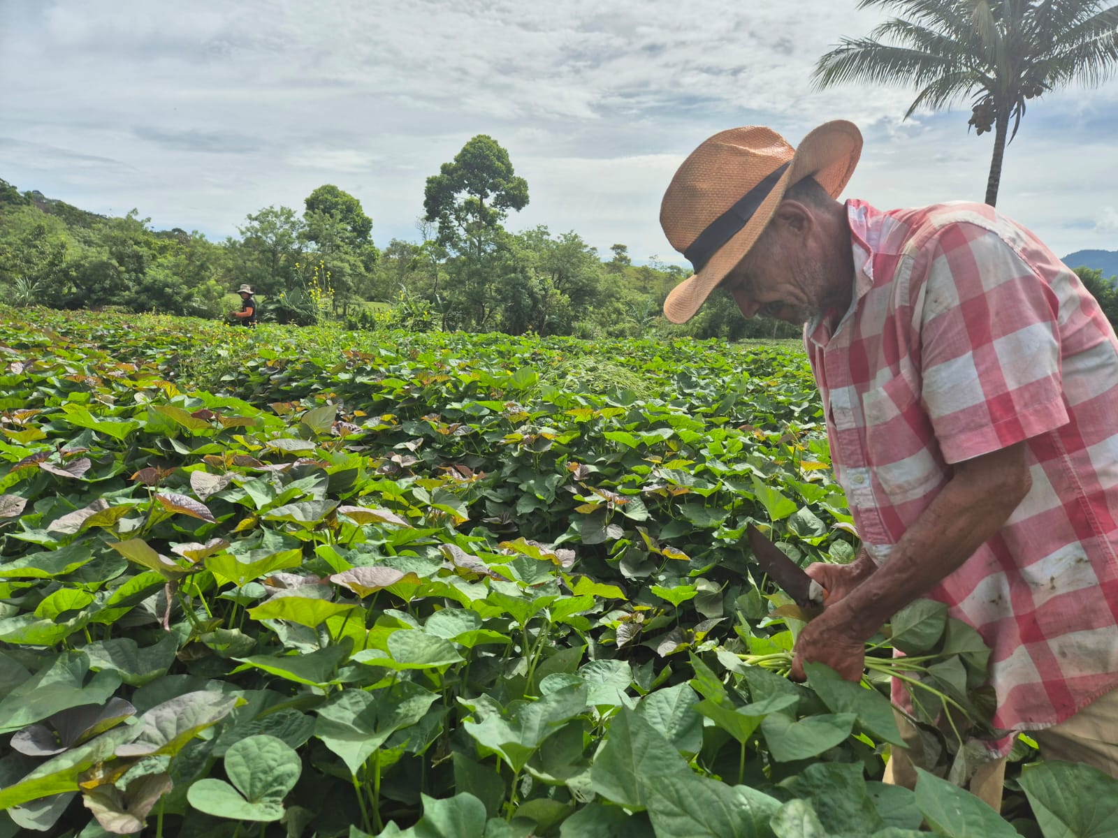 ProOccidente impulsa la agricultura familiar y mejora ingresos de 16,000 familias del Corredor Seco